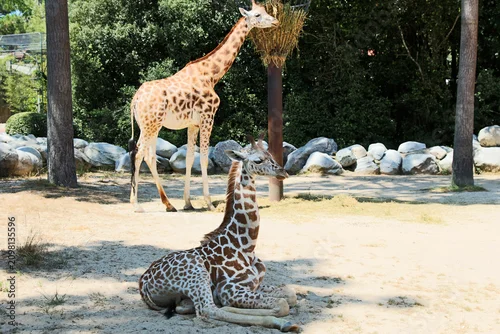 Obraz Girafes - Giraffa