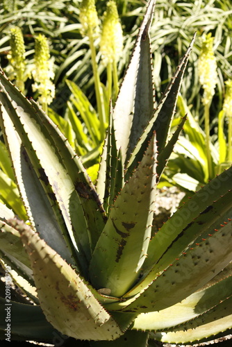 Quadro su tela Close up succulent rosette with spiky margins and textured green leaves in sunli