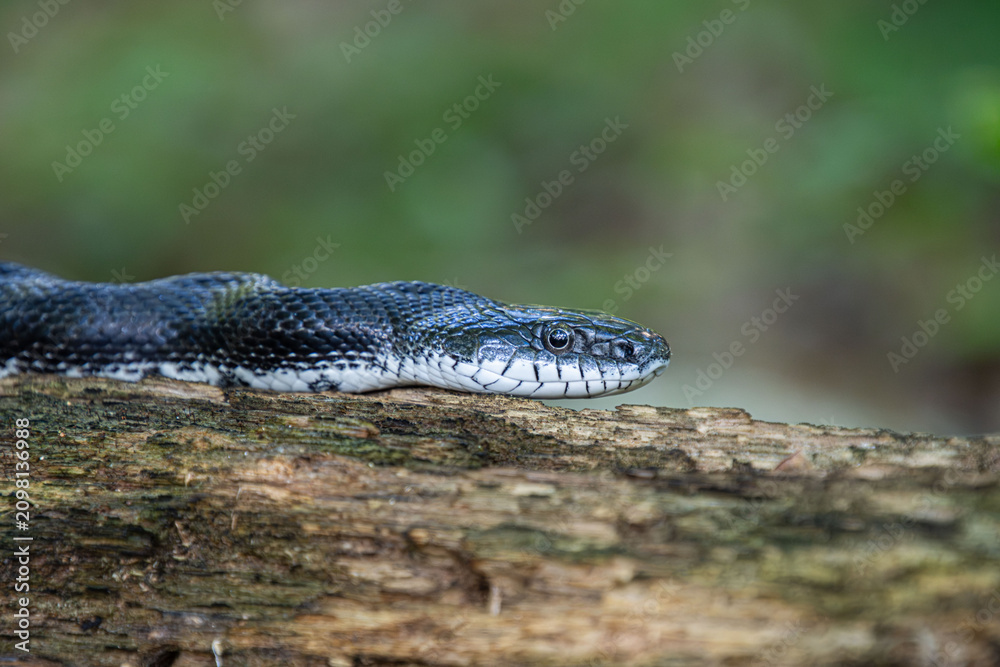 Obraz premium black rat snake on tree log hunting face snout closeup