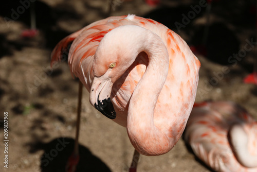 Flamants Roses