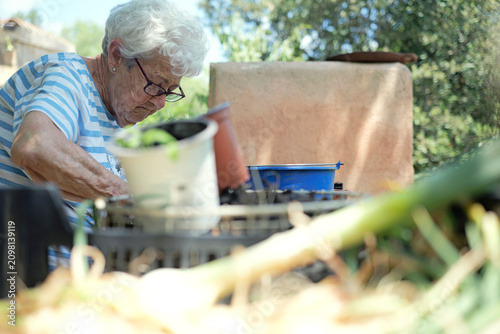 Healthy aging and active senior lifestyle elderly woman gardening outdoors cultivating plants and enjoying nature