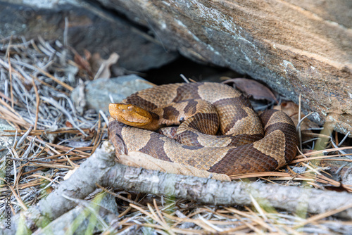 eastern copperhead Agkistrodon contortrix in shade on pine needles litter under rock closeup full body face eye
