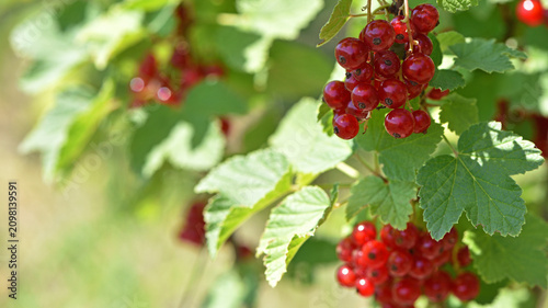 Photography Ribes rubrum, ripe berries on a branch