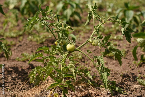 Horizontal photo of green tomatoes growing on a tomato bush in a vegetable garden. Unripe fruits hang among green leaves above a layer of dry mulch on a summer day.