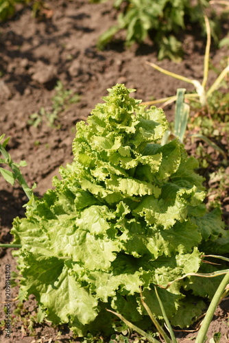 Fresh green lettuce plants growing in fertile garden soil, photographed vertically. Healthy leafy vegetables in a rural garden during summer.