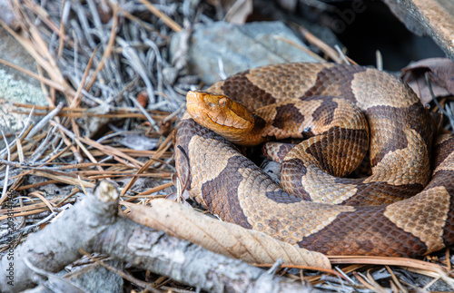 Картината върху платно eastern copperhead Agkistrodon contortrix in shade on pine needles litter under