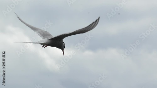Arctic Tern Hovering and Hunting in the Sky Over Iceland