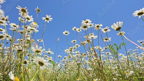 White daisies fill frame against vibrant blue sky