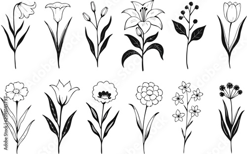 Black and white floral illustrations