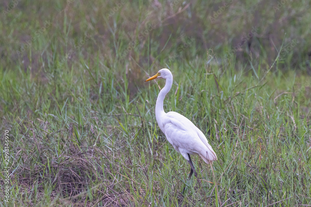 Obraz premium Elegant white wading bird with a long neck and yellow beak stands gracefully amidst lush green and brown tall grass during daylight hours. Sri Lanka island in Asia.