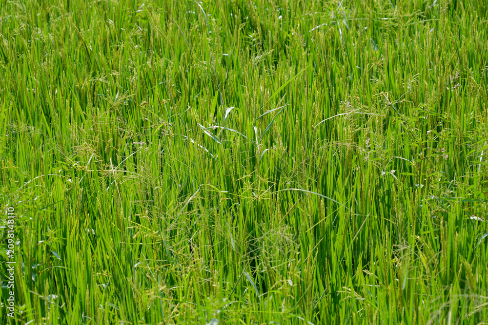 Obraz premium Close-up of ripening green and yellow rice plants in a paddy field.