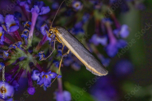 Footman moth at night on buddleia.