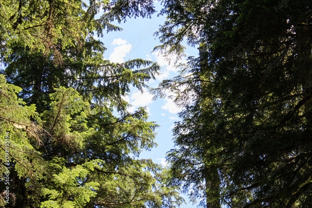 Fototapeta premium Trees at Gifford Pinchot National Forest.