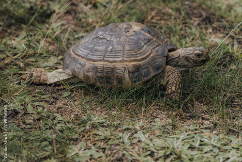Obraz na plátně Tortoise walking on green grass with patches of dry soil and scattered leaves, s