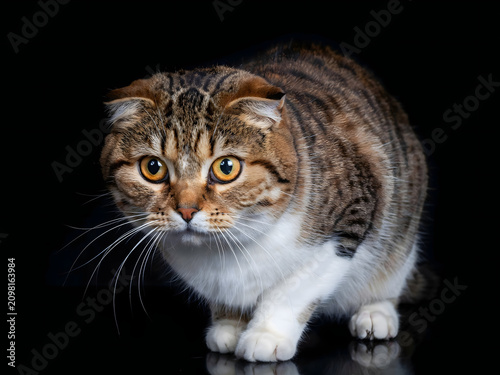 Brown tabby cat with white paws and yellow eyes on black background