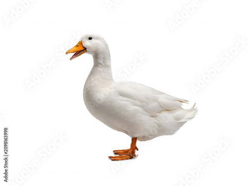 White duck standing isolated on white background