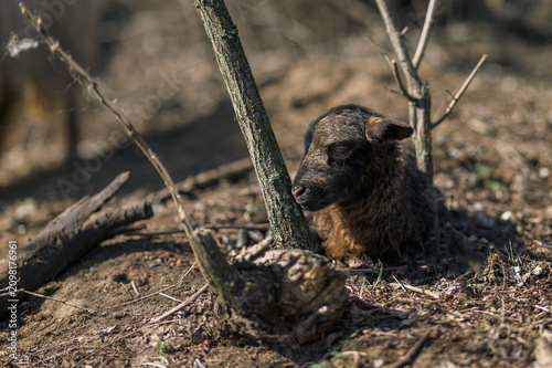 Photos Newborn black lamb in a tall grass