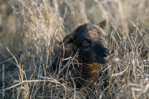 Konstfotografi Newborn black lamb in a tall grass