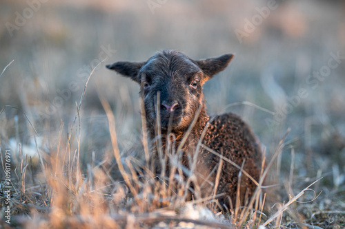 Canvastavla Newborn black lamb in a tall grass