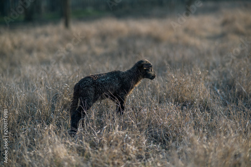 Foto Newborn black lamb in a tall grass