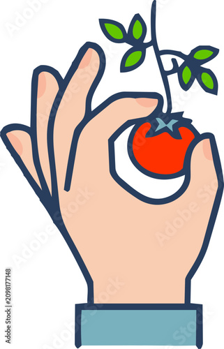 Hand Holding Fresh Tomato with OK Gesture Illustration