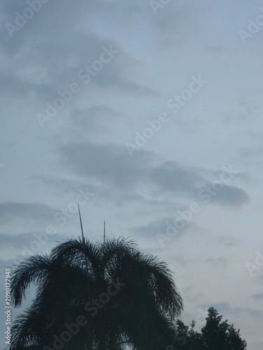 Scenic view of palm tree silhouette with fronds and branches against cloudy sky in soft blue-gray tones during sunrise highlighting peaceful tropical environment
