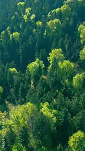 Aerial view of a lush, green forest, the camera glides over the treetops, revealing a serene and tranquil landscape. The sun filters through the leaves, casting dappled light on the forest floor.