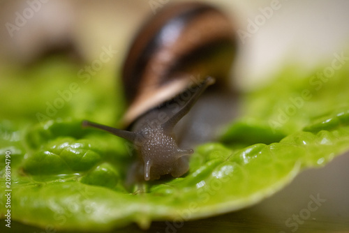 Closeup Snail Crawling On Leaf Glossy Brown Shell, Antennae Extended, Dewy Green Surface, Shallow Depth Of Field, Soft Bokeh, Wet Texture Capturing Delicate Slime Trail And Quiet Natural Atmosphere