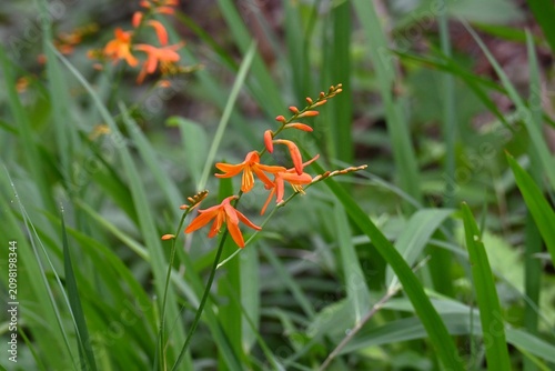 Cuadro en lienzo Montbretia ( Crocosmia × crocosmiiflora ) flowers