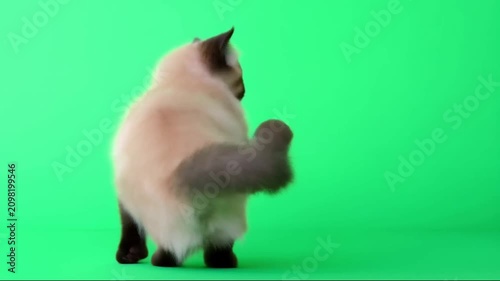 Cute fluffy blue eyed dancing cat moving on green screen