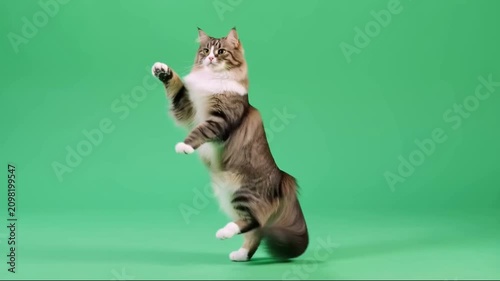 Funny fluffy dancing cat performing on green screen background
