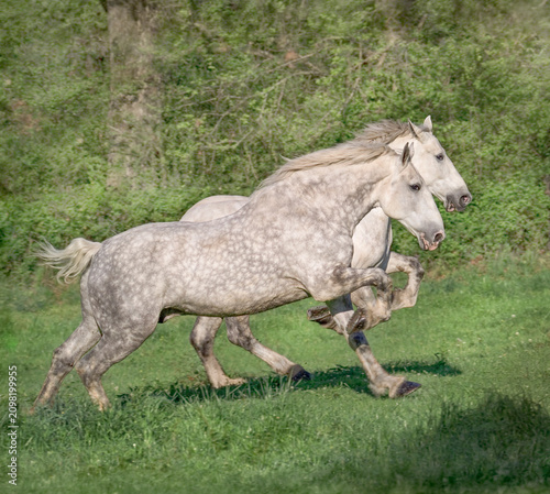 Two adult Percheron Draft Horses gallop across grass field