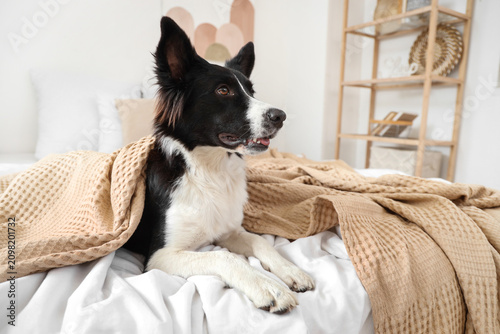 Cute Border Collie dog with...