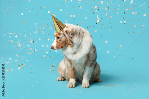 Cute Australian Shepherd do...