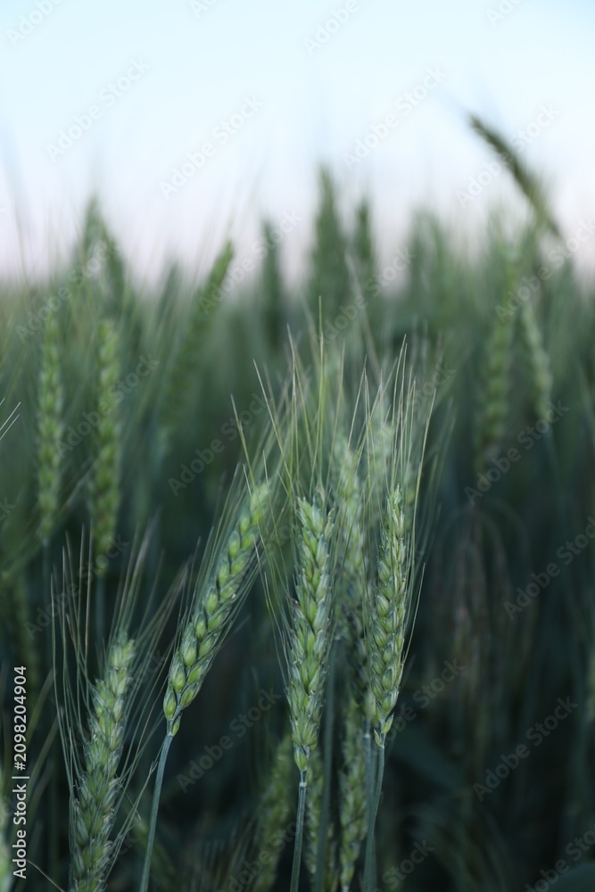 Obraz premium Beautiful ripening wheat spikes in field, closeup