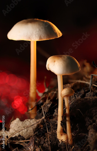 gilled mushroom amidst leaves
