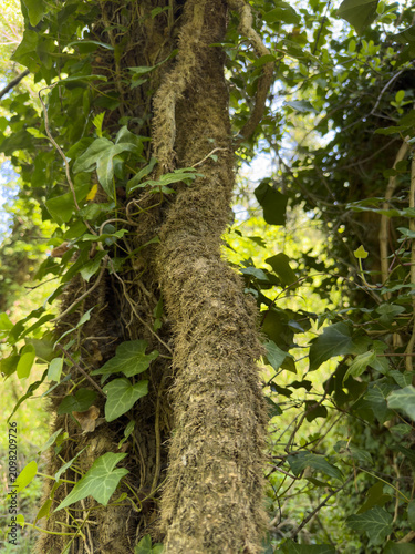 Canvastavla English ivy with aerial rootlets climbing tree trunk in woodland
