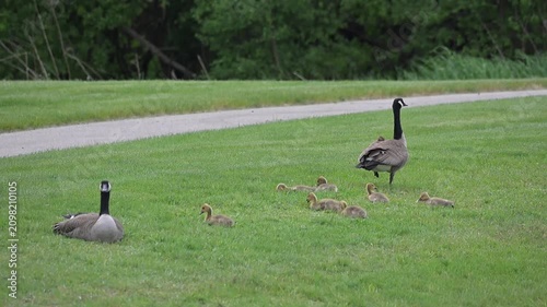 Canada Goose Family