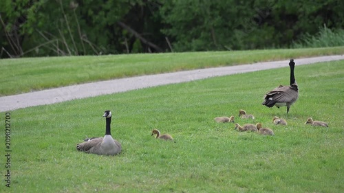 Canada Goose Family by Bike Path