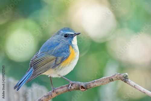 Schilderij op canvas 森の妖精、青い鳥ルリビタキ(Red-flanked Bluetail) の雄