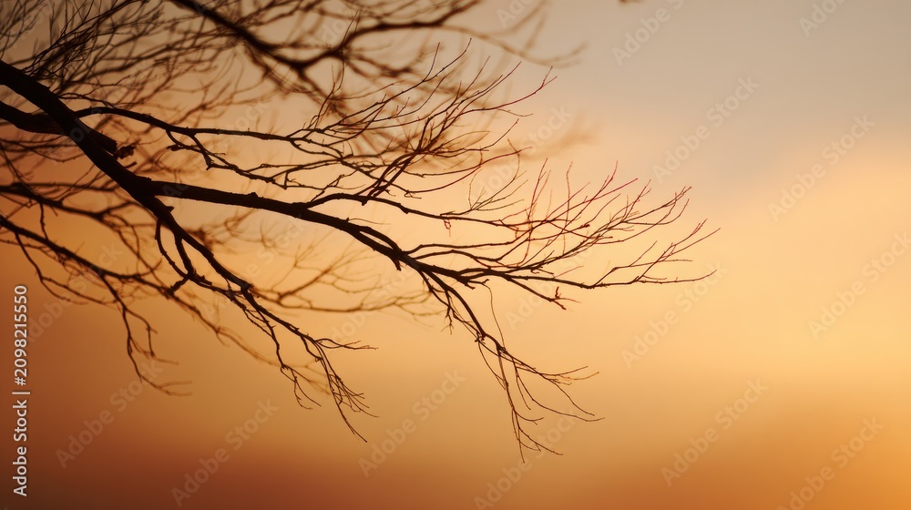 Obraz premium Silhouette of tree branches at sunset