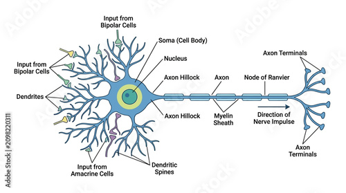 Fotografie Detailed illustration of a neuron with labeled components including dendrites, cell body, axon hillock, and terminals on a white background