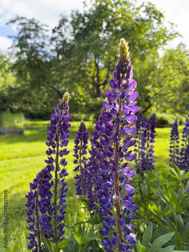 Obraz premium Purple lupine flowers glowing in warm evening sunlight, vibrant summer blooms in a Swedish garden