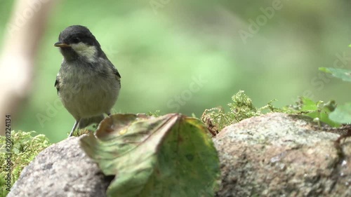Juvenile Coal Tit (Periparus ater) Chirping in the Orobic Alps, Italian Alps – Natural Wildlife Behavior