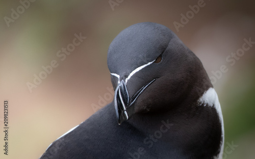 Foto Razorbill Close-up with Clean Background