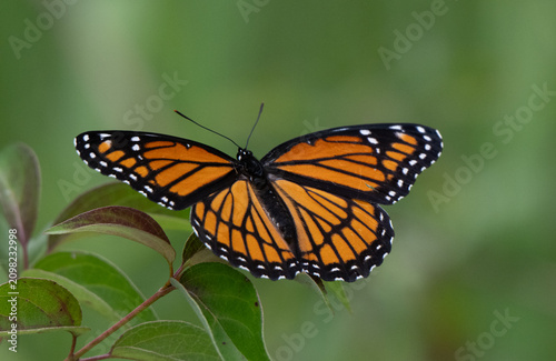 Canvas Print Viceroy Butterfly on Green Leaves with Natural Background