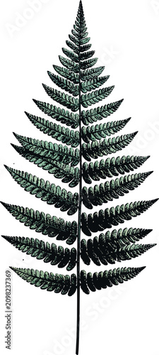 Isolated fern frond with de...