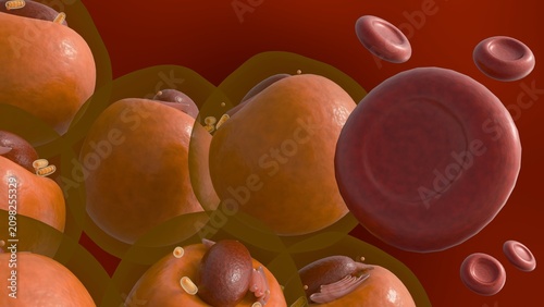 Photos A 3d rendering of erythrocytes and adipose or lipid cells