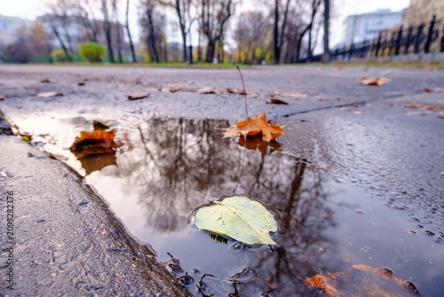 Fallen autumn leaves float on the surface of a shallow rain puddle, which clearly reflects the silhouettes of bare trees, set against a blurred background of a wet asphalt street