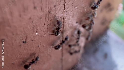 Macro shot of a line of black ants crawling on a textured wooden wall, home pest infestation concept